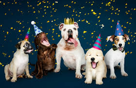 Group of dogs in party hats
