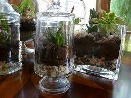 Glass vase terraniums
